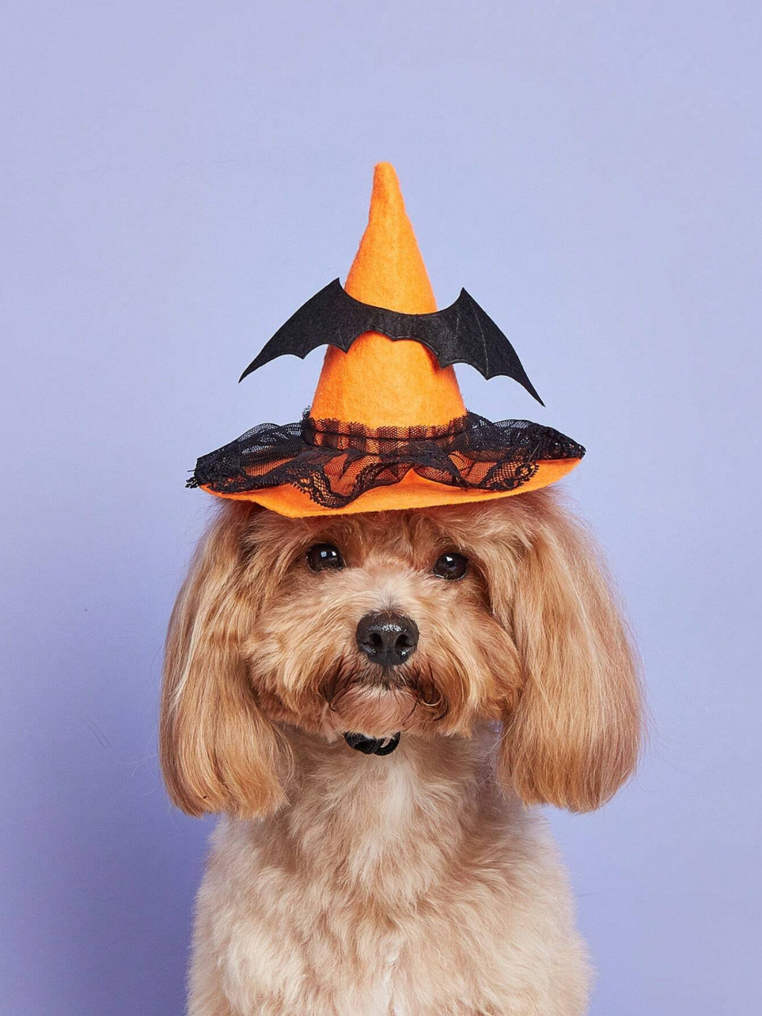 Dog Charming Witch Hat Halloween Costume Mia Belle Girls